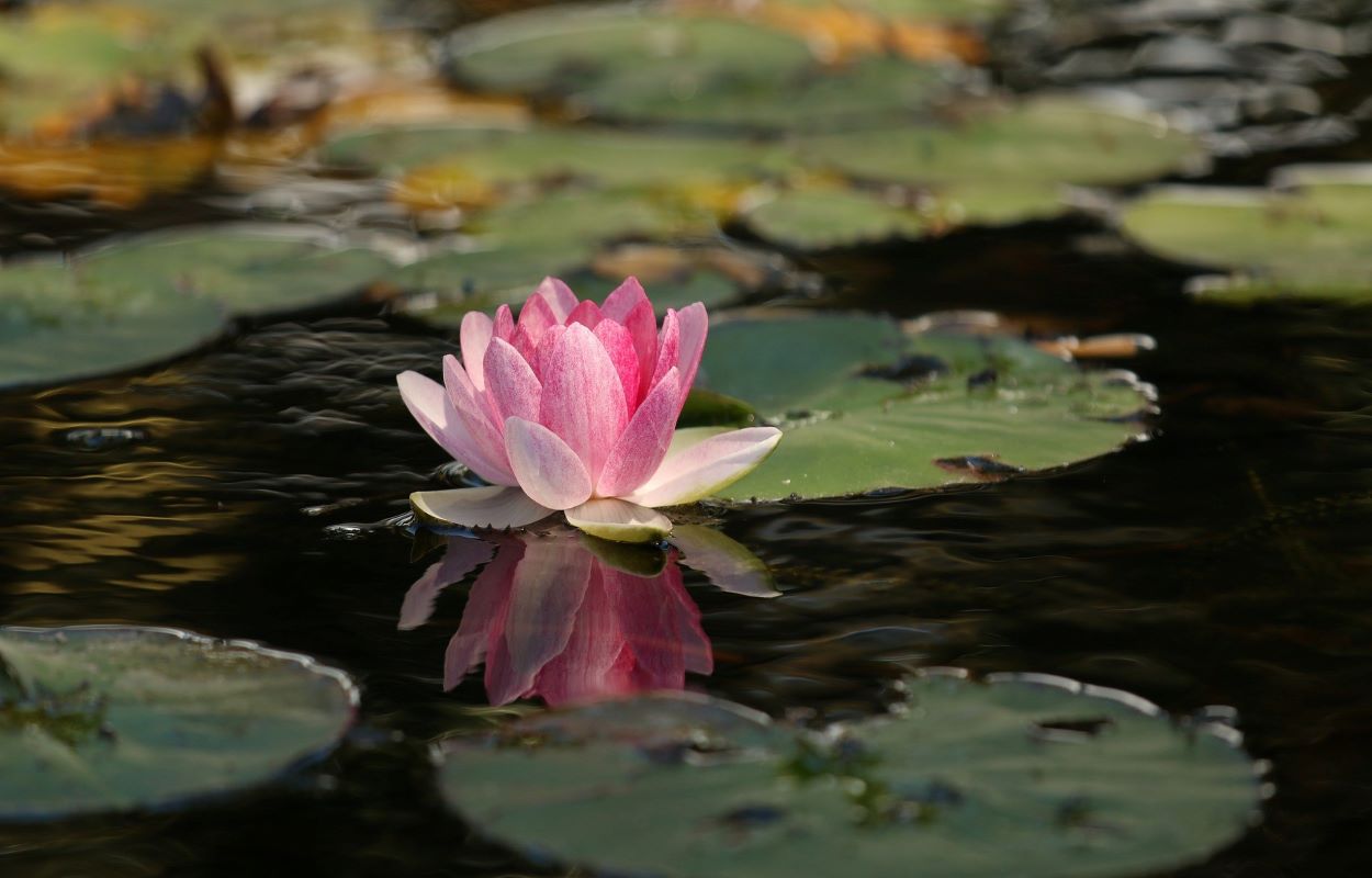 Yogaens symbol - en lotusblomst. Hos Højbjerg Yoga Aftenskole