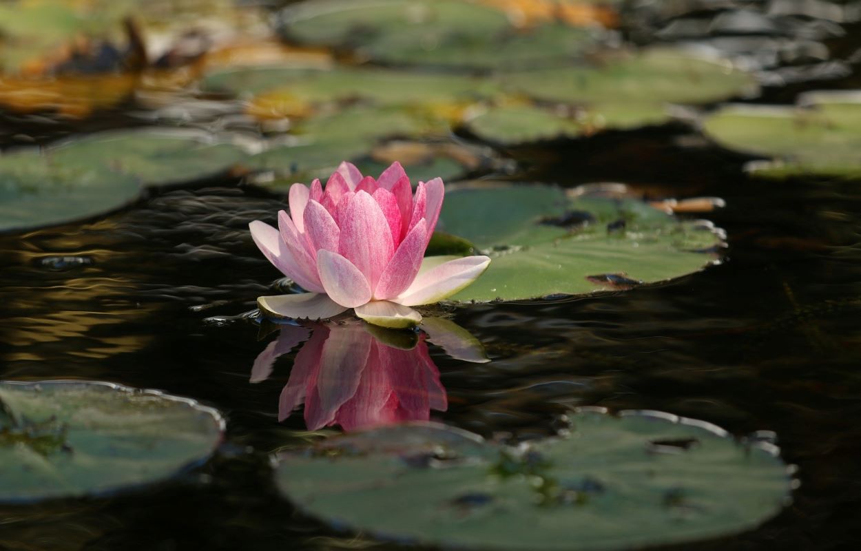 Lotusblomst. Et symbol på yoga - hos Højbjerg Yoga Aftenskole